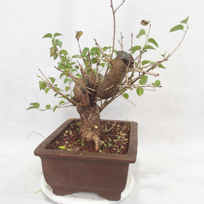 Outdoor bonsai -Mahalebka - Prunus mahaleb - 4