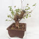 Outdoor bonsai -Mahalebka - Prunus mahaleb - 4/5