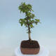 Outdoor bonsai - Carpinus CARPINOIDES - Korean Hornbeam - 4/4