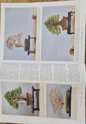 Bonsai and Japanese Gardens No.72 - 4