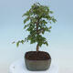 Outdoor bonsai - Carpinus CARPINOIDES - Korean Hornbeam - 4/4