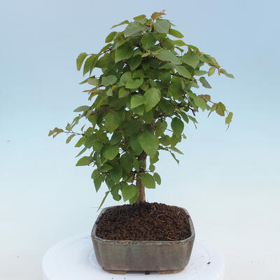 Outdoor bonsai - Carpinus CARPINOIDES - Korean Hornbeam - 4