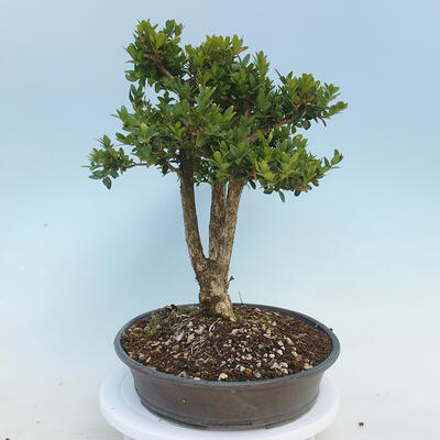 Outdoor bonsai - Buxus microphylla - boxwood - 4