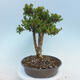 Outdoor bonsai - Buxus microphylla - boxwood - 4/5