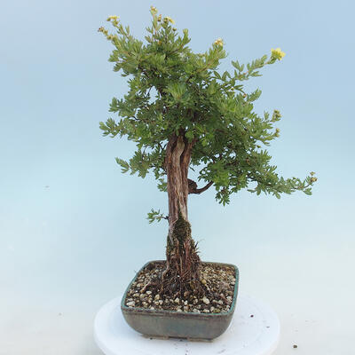 Outdoor bonsai-Cinquefoil - Potentila fruticosa yellow - 4