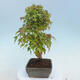 Outdoor bonsai - Buergerianum Maple - Burger Maple - 4/4
