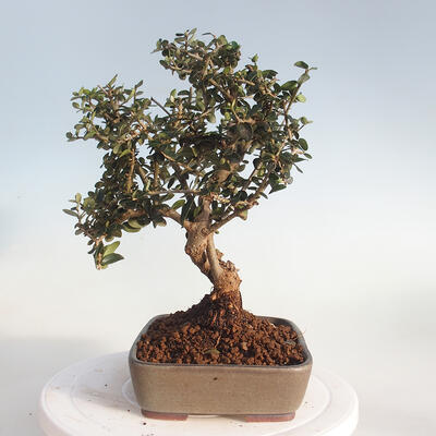 Indoor bonsai - Olea europaea sylvestris - European small-leaved olive oil - 4