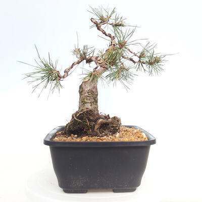 Outdoor bonsai - Pinus Sylvestris - Scots pine - 4