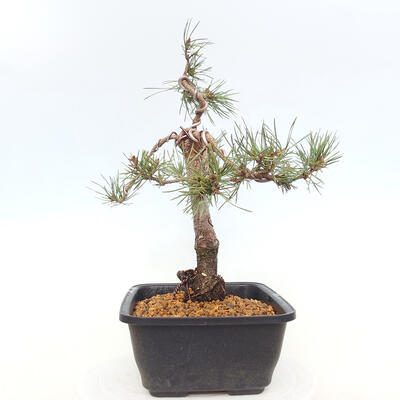 Outdoor bonsai - Pinus Sylvestris - Scots pine - 4