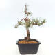 Outdoor bonsai - Pinus Sylvestris - Scots pine - 4/4