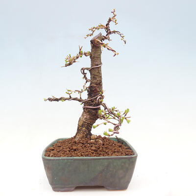 Outdoor bonsai -Larix decidua - Deciduous larch - 4