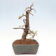 Outdoor bonsai -Larix decidua - Deciduous larch - 4/5