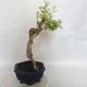 Indoor bonsai - Duranta erecta Variegata - 4/5