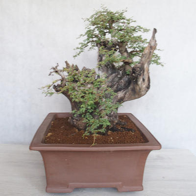 Indoor bonsai - Akacia Arabica - 4