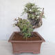 Indoor bonsai - Akacia Arabica - 4/6