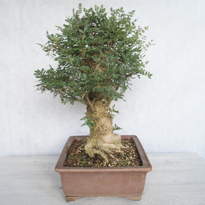 Indoor bonsai - Fraxinus angustifolia - Indoor Ash - 4