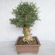 Indoor bonsai - Fraxinus angustifolia - Indoor Ash - 4/4