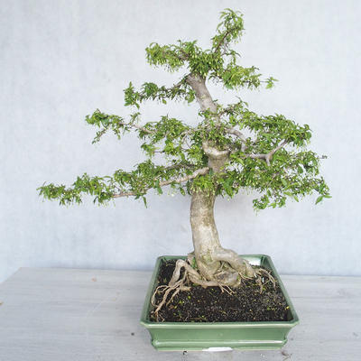 Indoor bonsai - Water jasmine - Wrightia religiosa - 4