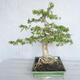 Indoor bonsai - Water jasmine - Wrightia religiosa - 4/7
