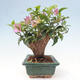 Indoor bonsai - Bouganwilea - 4/6