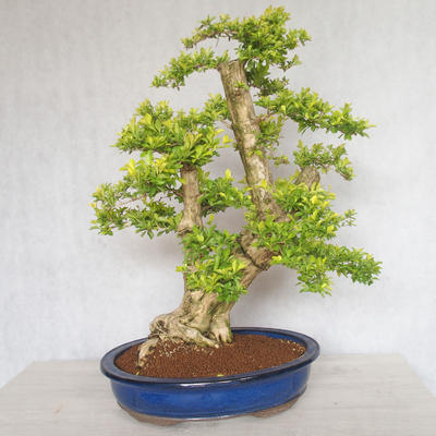 Indoor bonsai - Duranta erecta aurea - 4