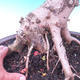 Outdoor bonsai - Baby jelly - Acer campestre - 4/6