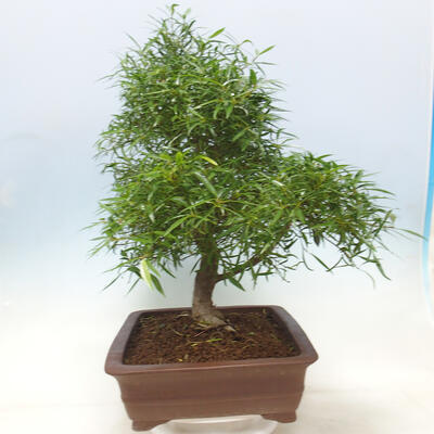 Indoor bonsai - Ficus nerifolia - small-leaved ficus - 4