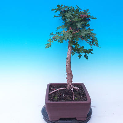 Outdoor bonsai - Baby jelly - Acer campestre - 4