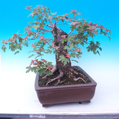 Outdoor bonsai - Baby jelly - Acer campestre - 4