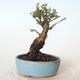 Outdoor bonsai - Ulmus parvifolia SAIGEN - Small-leaved elm - 4/5