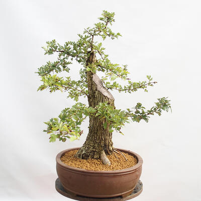 Outdoor bonsai - Hawthorn - Crataegus monogyna - 4