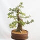 Outdoor bonsai - Hawthorn - Crataegus monogyna - 4/6