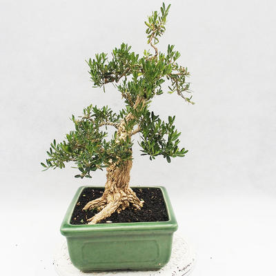 Indoor bonsai - Buxus harlandii - Cork boxwood - 4