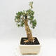 Indoor bonsai - Buxus harlandii - Cork boxwood - 4/7
