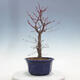Outdoor bonsai - Maple palmatum DESHOJO - Maple palmate - 4/5
