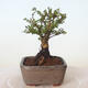 Outdoor bonsai - Ulmus parvifolia SAIGEN - Small-leaved elm - 4/4