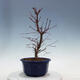 Outdoor bonsai - Maple palmatum DESHOJO - Maple palmate - 4/5