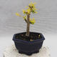 Indoor bonsai -Ligustrum Aurea - Bird's beak - 4/5