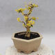 Indoor bonsai -Ligustrum Aurea - Bird's beak - 4/5