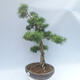 Outdoor bonsai -Larix decidua - Larch - 4/5