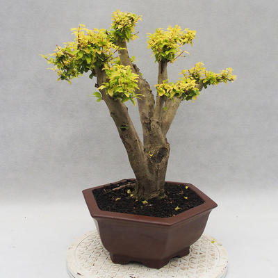 Indoor bonsai -Ligustrum Aurea - Bird's beak - 4