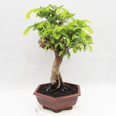 Indoor bonsai -Phyllanthus - Sadness - 4