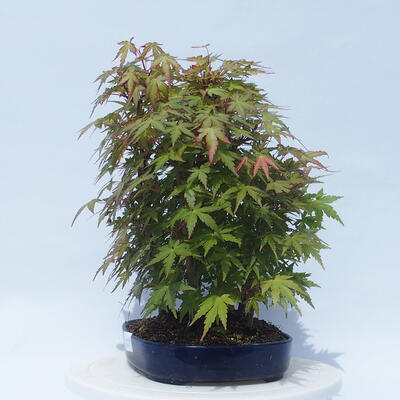 Acer palmatum - Maple - grove - 4