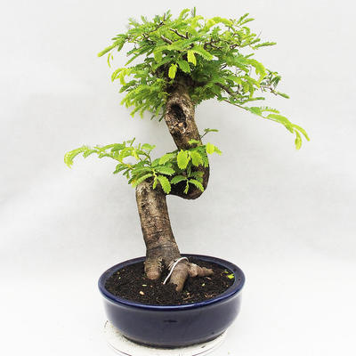 Indoor bonsai -Phyllanthus Niruri- Smuteň - 4