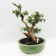 Indoor bonsai -Phyllanthus Niruri- Smuteň - 4/6