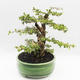 Indoor bonsai - Cudrania equisetifolia - 4/5