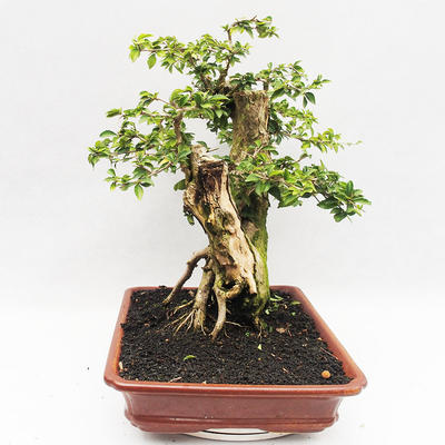 Indoor bonsai - Cudrania equisetifolia - 4