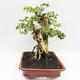 Indoor bonsai - Cudrania equisetifolia - 4/4