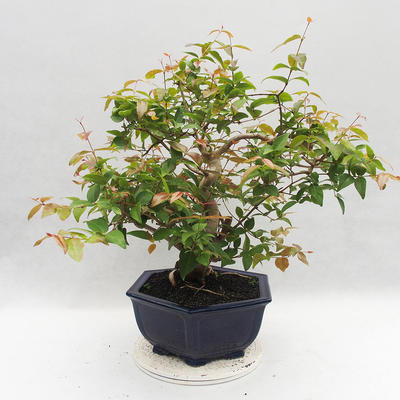 Indoor Bonsai - Australian Cherry - Eugenia uniflora - 4