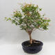 Indoor Bonsai - Australian Cherry - Eugenia uniflora - 4/5